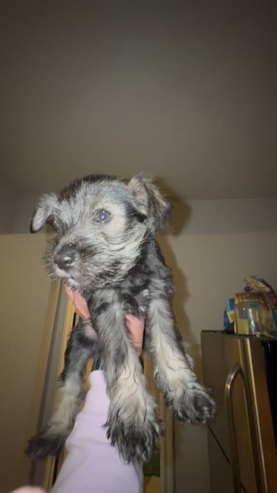 Male #3, a male Miniature Schnauzer for sale in Austin, TX – 1 of 2