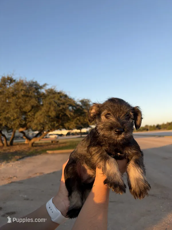 Male #2 – Miniature Schnauzer puppy for sale in Austin, TX