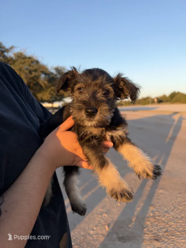 Female #2 – Miniature Schnauzer puppy for sale in Austin, TX