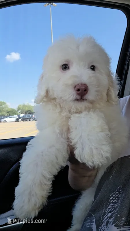Oso – Maltipoo puppy for sale in Katy, TX