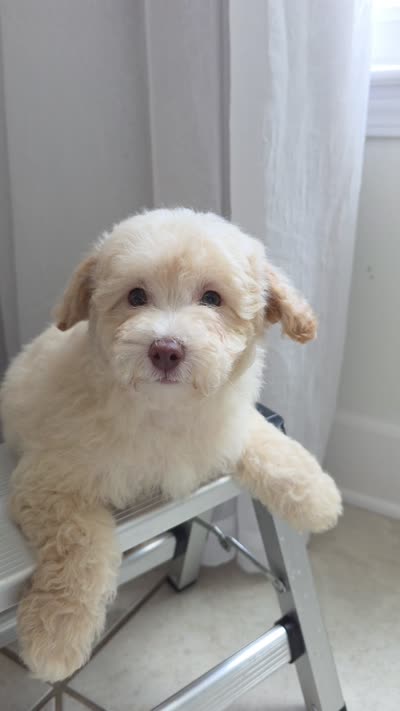 Canelo , a male Maltipoo for sale in Katy, TX – 3 of 3