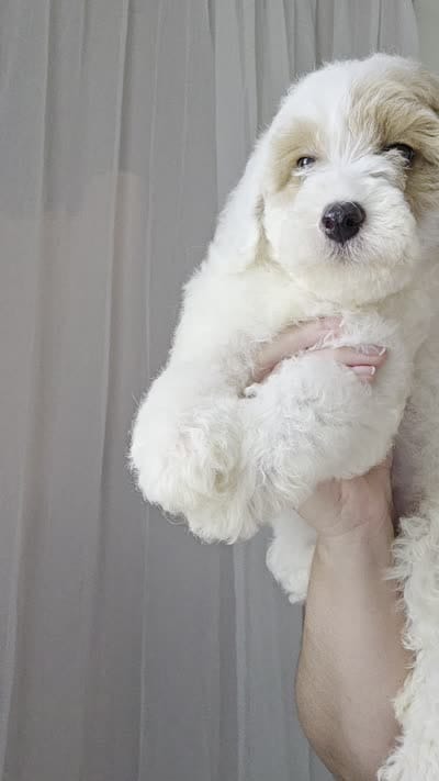 Maltisse poodle , a male Maltipoo for sale in Katy, TX – 2 of 4