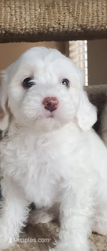 Oso – Maltipoo puppy for sale in Katy, TX