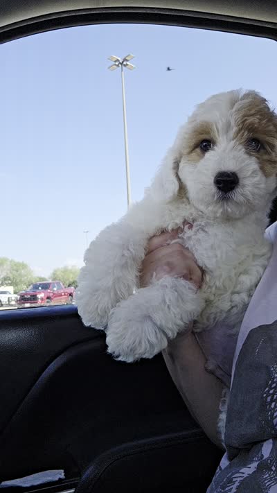 Maltipoo, a male Maltipoo for sale in Katy, TX – 2 of 2