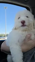 Oso, a male Maltipoo for sale in Katy, TX – 2 of 3