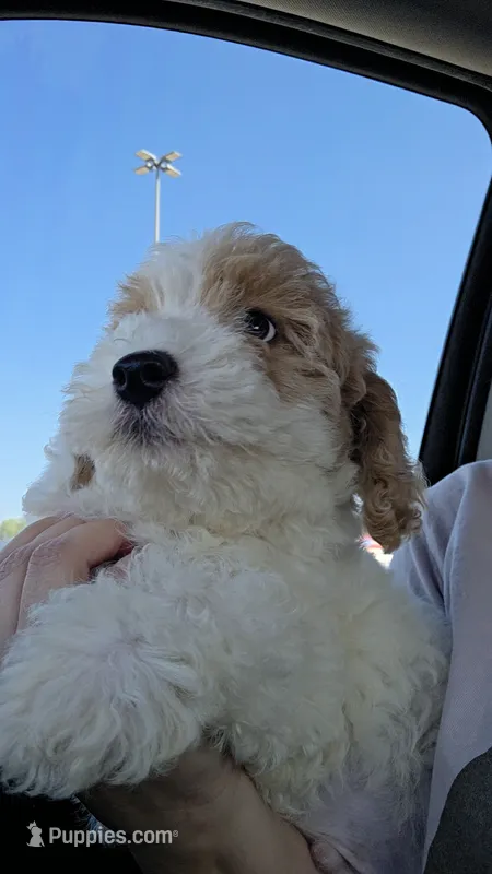 Maltipoo – Maltipoo puppy for sale in Katy, TX
