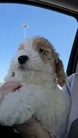 Maltipoo, a male Maltipoo for sale in Katy, TX – 1 of 2