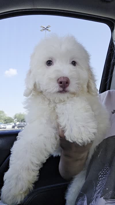 Oso, a male Maltipoo for sale in Katy, TX – 3 of 3