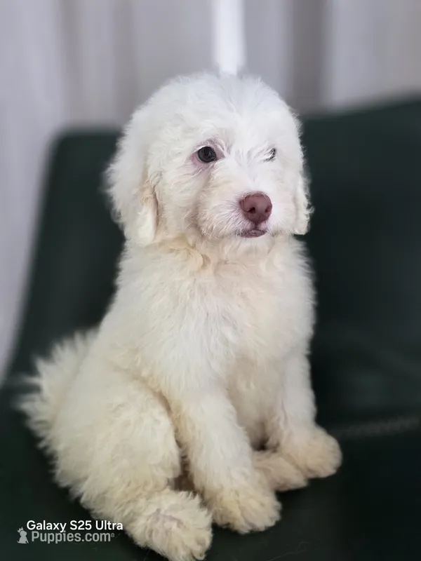 Oso – Maltipoo puppy for sale in Katy, TX