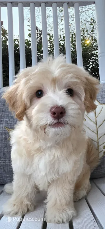 Male mini poodle – Poodle - Miniature  puppy for sale in Katy, TX