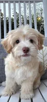 Male mini poodle, a male Poodle - Miniature  for sale in Katy, TX – 1 of 2