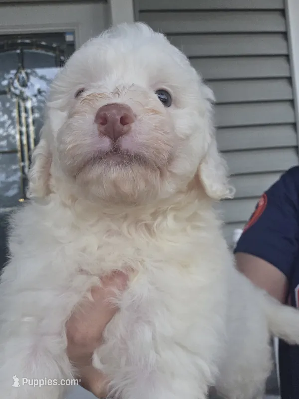 Oso – Maltipoo puppy for sale in Katy, TX
