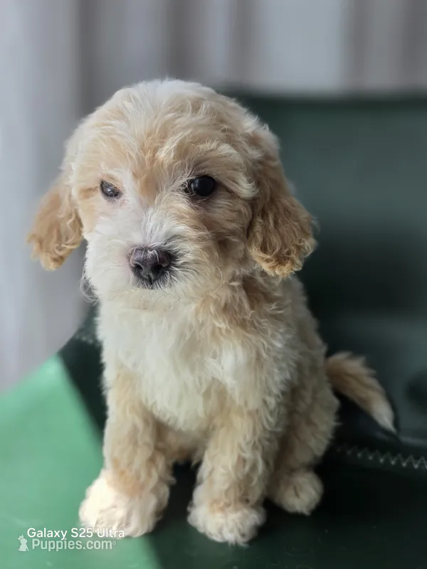 Canelo  – Maltipoo puppy for sale in Katy, TX