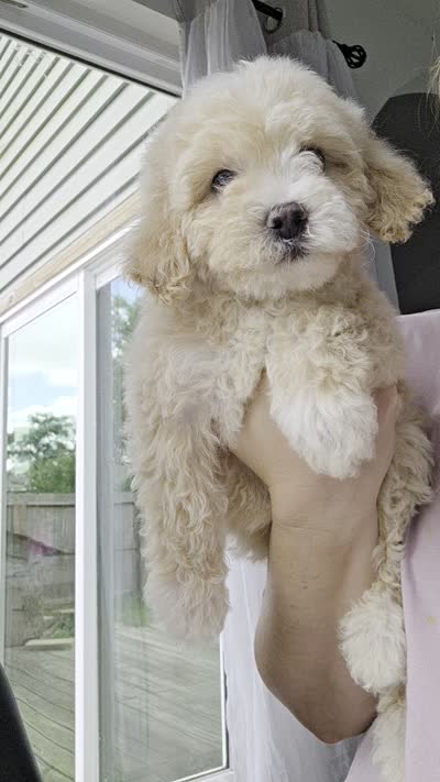 Maltisse poodle , a male Maltipoo for sale in Katy, TX – 3 of 4