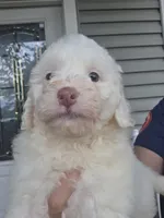Oso, a male Maltipoo for sale in Katy, TX – 1 of 2
