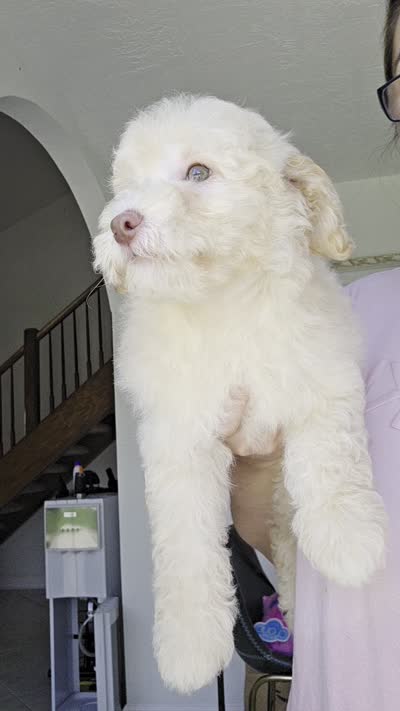 Male mini poodle, a male Poodle - Miniature  for sale in Katy, TX – 2 of 2