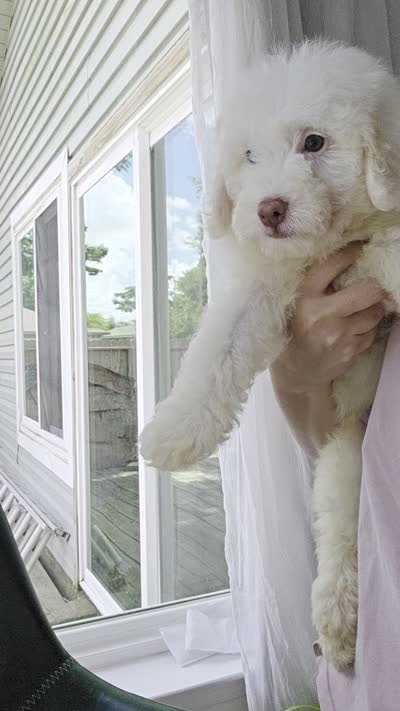 Maltisse poodle , a male Maltipoo for sale in Katy, TX – 1 of 4