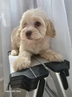 Canelo , a male Maltipoo for sale in Katy, TX – 1 of 1
