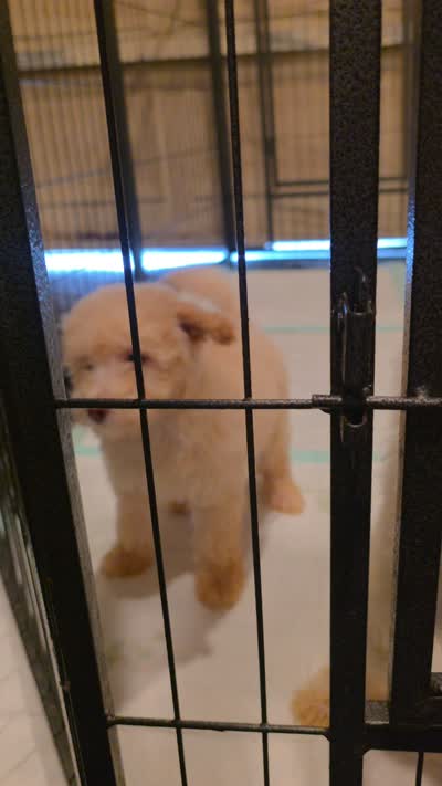 Maltisse poodle , a male Maltipoo for sale in Katy, TX – 4 of 4