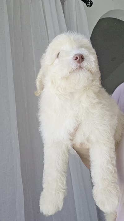 Canelo , a male Maltipoo for sale in Katy, TX – 2 of 3
