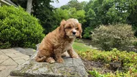 Ian, a male Cavapoo for sale in Paradise, PA – 3 of 10