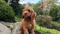 Tony, a male Cavapoo for sale in Paradise, PA – 9 of 10