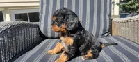Grace, a female Cavapoo for sale in Paradise, PA – Photo 8 of 10