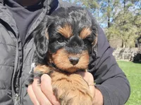 Grace, a female Cavapoo for sale in Paradise, PA – Photo 7 of 10