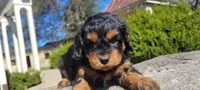 Grace, a female Cavapoo for sale in Paradise, PA – Photo 4 of 10
