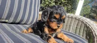 Grace, a female Cavapoo for sale in Paradise, PA – Photo 10 of 10