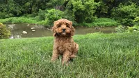 Iyla, a female Cavapoo for sale in Paradise, PA – 10 of 10
