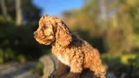 Zach, a male Cavapoo for sale in Paradise, PA – 2 of 10