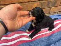 Jenny, a male Portuguese Water Dog for sale in Paradise, PA – 4 of 9