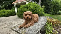 Iyla, a female Cavapoo for sale in Paradise, PA – 6 of 10