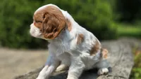 Joy, a female Cavalier King Charles Spaniel for sale in Paradise, PA – 10 of 10