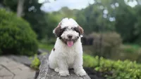 Kash, a male Portuguese Water Dog for sale in Paradise, PA – 6 of 10