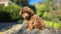 Zeke, a male Cavapoo for sale in Paradise, PA – 10 of 10
