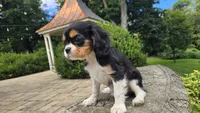 Fiona, a female Cavalier King Charles Spaniel for sale in Paradise, PA – 5 of 10