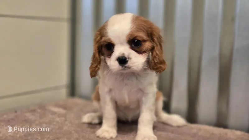 Demi – Cavalier King Charles Spaniel puppy for sale in Paradise, PA