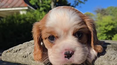 Hannah, a female Cavalier King Charles Spaniel for sale in Paradise, PA – 10 of 10
