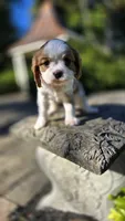 Hank, a male Cavalier King Charles Spaniel for sale in Paradise, PA – 9 of 10