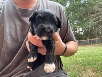 Jenny, a male Portuguese Water Dog for sale in Paradise, PA – 8 of 9