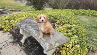 Willow, a female Cavapoo for sale in Paradise, PA – Photo 9 of 10