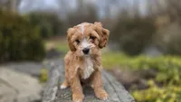 Willow, a female Cavapoo for sale in Paradise, PA – Photo 6 of 10