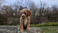 Willow, a female Cavapoo for sale in Paradise, PA – Photo 2 of 10