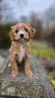 Willow, a female Cavapoo for sale in Paradise, PA – Photo 10 of 10