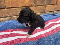 Stewie, a male Portuguese Water Dog for sale in Paradise, PA – 7 of 8