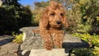 Bryce, a male Cavapoo for sale in Paradise, PA – 7 of 10