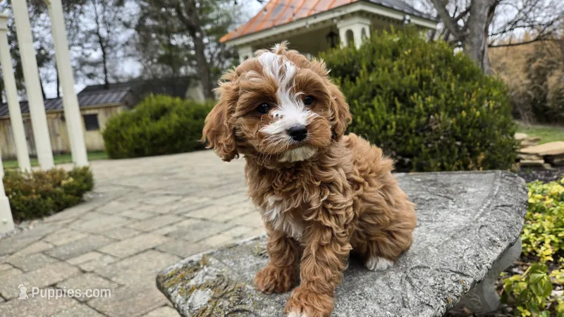 Brooke – Cavapoo puppy for sale in Paradise, PA