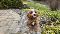 Brooke, a female Cavapoo for sale in Paradise, PA – Photo 4 of 10